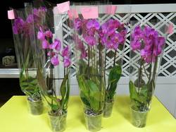  <a style='color: #fff;' href='/uploaded/photo/auberge-du-11-10-17-et-7-anniversaires-59e4842fd4fa7.jpg'>(Télécharger)</a>