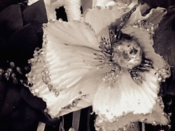  <a style='color: #fff;' href='/uploaded/photo/didier-beaumont-5e22f6ba58886.jpg'>(Télécharger)</a>